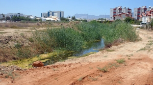 İlaçlanması lazım