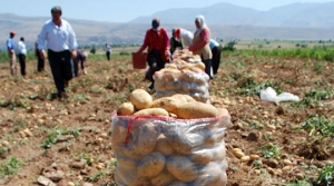 Sarı altını  darbe vurdu