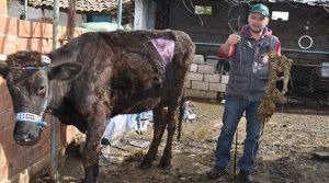 Veteriner şok oldu