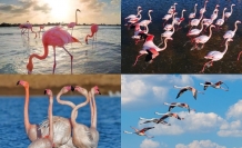 Mağusa’da ‘Pembe’ şölen