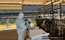 Aşılama işlemleri sürüyor