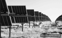 ‘Yağmalama girişimi’