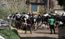 Devlete meydan okuma