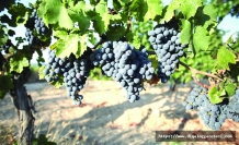 2,5 milyon Euro harcanacak