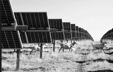 ‘Yağmalama girişimi’