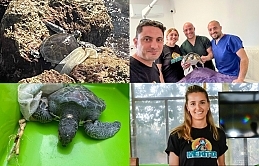 Lapta Sahil Yürüyüş Yolu bölgesinde sarp kayalıklara sıkışmış halde yaralı deniz kaplumbağası bulundu