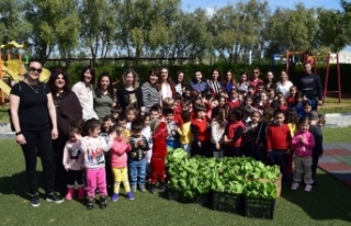 Öğrenciler kendi büyüttükleri  marulları topladı