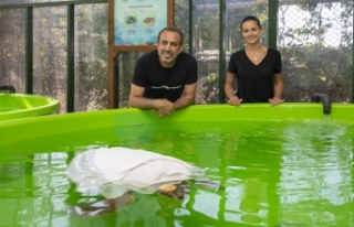 Haluk Levent, Meritta Deniz Kaplumbağaları Rehabilitasyon...