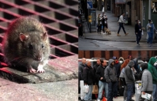 ABD'yi fareler de tehdit ediyor