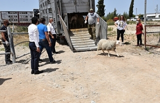 Ülkeye asaf ırkı damızık koyun getirildi