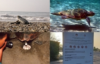 12 yılda 11 bin 50 deniz kaplumbağası yavrusunun...