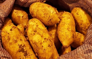 Güney Kıbrıs’ta 50 çeşit patates üretiliyor