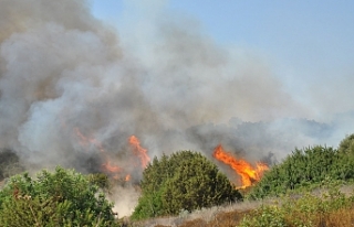 Ağaçlar zarar gördü