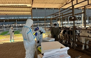 Aşılama işlemleri sürüyor