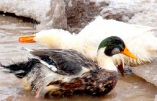 Ağrı'da, Pekin Ördeği yetiştiriliyor