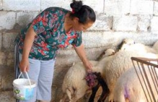 Başıboş köpekler Vadili’nin kabusu oldular