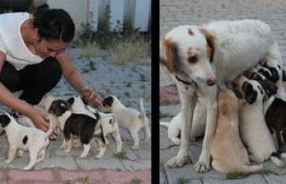 Yavru köpekleri bölge halkı sahiplendi