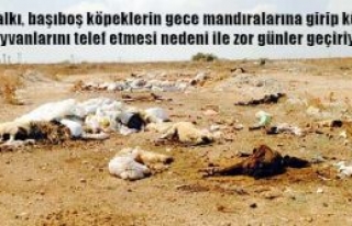 Buna kim dur diyecek?