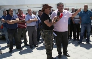 Ceviz macunlu eylem