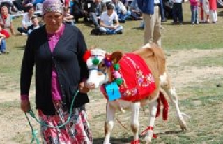 En güzel buzağı seçildi