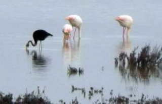 Flamingolar İlgi uyandırdı