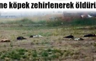 Hangi vicdansız yapıyor bunu?