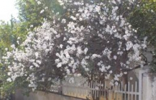 Kış bitti bahar geldi