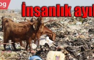 Oluşturulan çöplük, otlanan hayvanları zehirliyor