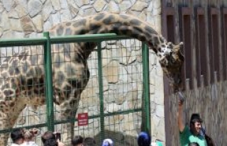 Safari park yapılacak