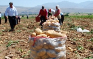 Sarı altını  darbe vurdu