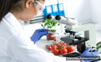 Yerli marul imha edilecek