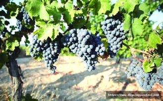 2,5 milyon Euro harcanacak