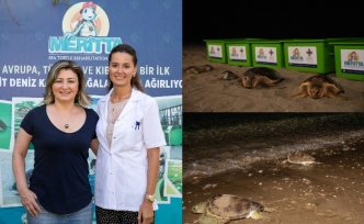 İlk kez 5 deniz kaplumbağası birlikte mavi özgürlüğe kavuştu