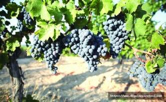 2,5 milyon Euro harcanacak