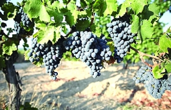 2,5 milyon Euro harcanacak