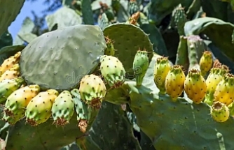 ‘Babutsa anlaşması’