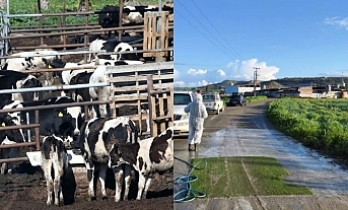 Üreticiler tazmin edilecek