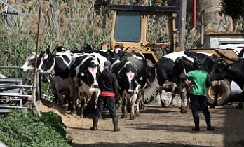 Devlete meydan okuma