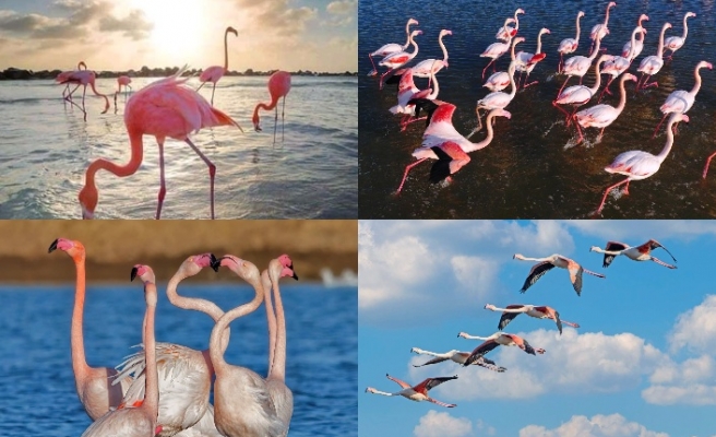 Mağusa’da ‘Pembe’ şölen