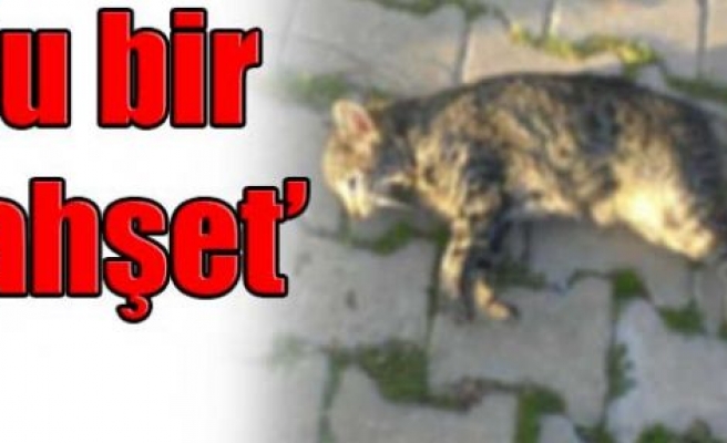 Zehirli etleri yiyen hayvanlar ölüyor