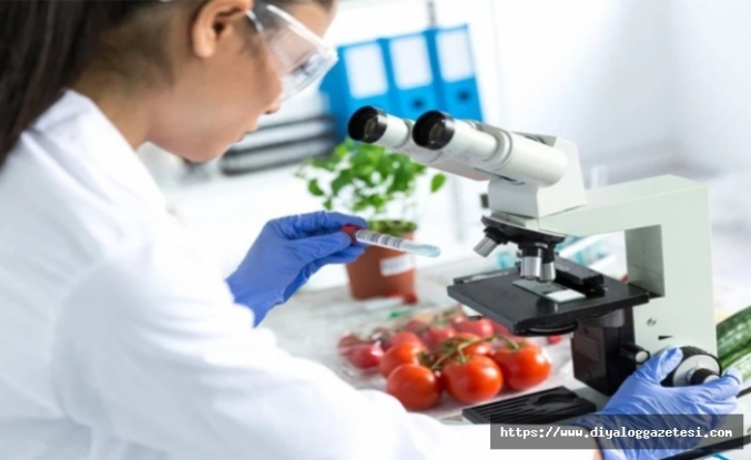 Yerli marul imha edilecek