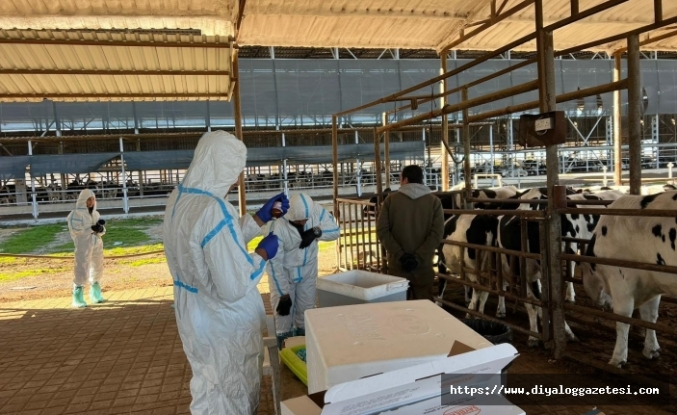 Aşılama işlemleri sürüyor