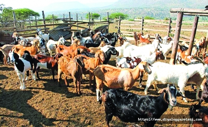 Detaylar açıklandı